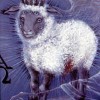 The Lamb of The Christians 1