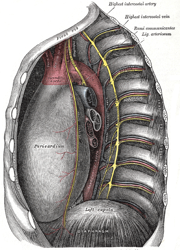 The tho­racic aor­ta, viewed from the left side.